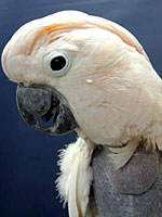 Malachi - Moluccan Cockatoo