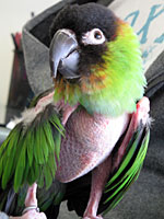 Henry - Nanday Conure