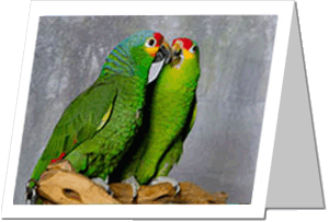 Davie & Toby Greeting Card