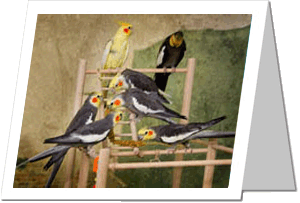 Cockatiel Flock Greeting Card