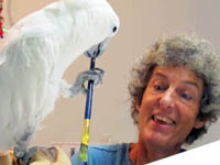 MAARS Volunteer Susan assisting Umbrella Cockatoo Sputnik by holding his canvas