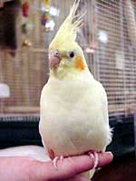 Ginger - Cockatiel (Photo  2000 Tina McCormick)