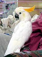 Baby - Citron Cockatoo (Photo  2000 Tina McCormick)