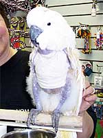 Candy - Mollucan Cockatoo (Photo © 2004 Tina McCormick)