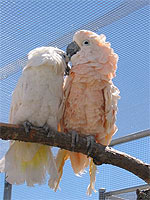 Buckley and Rio enjoy the sunshine and fresh air in their new outdoor flight cage at Wildlife Rescue & Rehabilitation.
