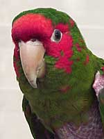 Jeremiah - Mitered Conure (Photo   2000 Tina McCormick)