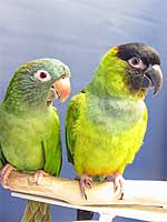 Lurch and Patrick - Blue-crowned Conure and Nanday Conure (Photo © 2004 Tina McCormick)