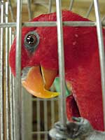 Cleo - Red Lory (Photo  2000 Tina McCormick)