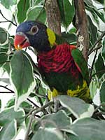 Felix - Rainbow Lorikeet (Photo  2000 Tina McCormick)