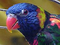 Natasha - Rainbow Lorikeet (Photo  2000 Tina McCormick)