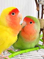 Mom and Dad - Peach-faced Lovebirds (Photo © 2003 Tina McCormick)