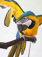 Cosmo - Blue and Gold Macaw (Photo © 2003 Tina McCormick)