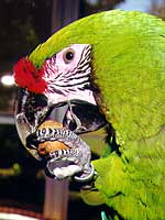 Rainbow - Military Macaw (Photo  1999 Jamie McCarthy)