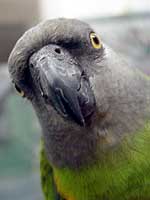 Kiwi - Senegal Parrot (Photo  2000 Tina McCormick)