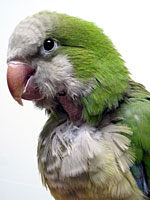 Buddy - Quaker Parrot (Photo © 2003 Tina McCormick)