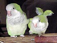 Mickey and Minnie - Quaker Parakeets (Photo  2000 Tina McCormick)