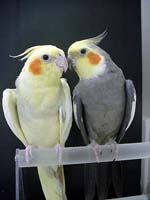 Cockatiel - Chris and Bernard (Photo Copyright © 2002 Tina McCormick)