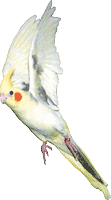 Echo - Cockatiel (Photo © 1995 Krista Menzel)