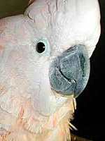 Cricket - Moluccan Cockatoo (Photo Copyright © 1999 Tina McCormick)