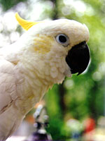 Lesser Sulfur-crested Cockatoo (Photo © 1999 Krista Menzel)