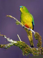 Orange-bellied Parrot