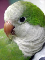 Fred - Quaker Parrot (Photo © 2000 Tina McCormick)