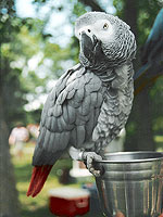 African Greys are considered by many to be the most intelligent of the parrots. (Photo by Krista Menzel)