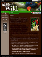 API's new website, www.MoreBeautifulWild.com. focuses on the wild exotic animal trade.