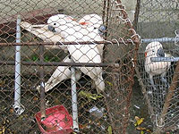 Seram ("Moluccan") Cockatoos shortly after their confiscation from smugglers by Forestry Officers on Seram Island, Indonesia. (Photo by Tex Hankey)