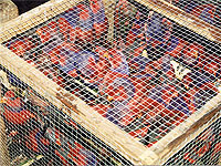 Crates of Violet-necked Lories (Eos squamata) stuffed in a crate at a Jakarta marketplace. (Photo by ProFauna Indonesia) 