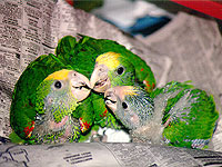 With the first generation, such as these offspring of wild-caught Double Yellow-headed Amazons, captive breeding begins to select for genetic traits that help a bird species survive in captivity, not in the wild. (Photo by Krista Menzel)