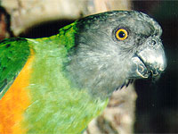 Observing wild animals in captivity, like this Senegal Parrot, does not necessarily inspire people to support wild conservation efforts. (Photo by Krista Menzel)