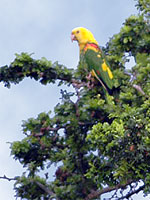 Import restrictions on parrots, like Double Yellow-headed Amazons, will increase the support of ecotourism and true conservation efforts. (Photo by Krista Menzel)