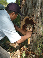 Ebodio, Los Ebanos Ranch Manager, repairs a hole made by poachers in a valuable Amazon nesting tree, a mature ebony. Eco-tourism at the ranch as well as Amazon field research in Tamaulipas has reduced parrot poaching in northeast Mexico. (Photo by J. Marie Digatono)