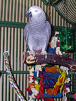 Congo African Grey, Joe, made a smooth transition into his new home with Rick.