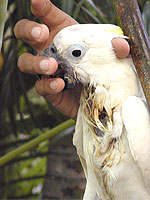 This Sulfur-crested Cockatoo suffered a crop injury similar to Lily's. (Photo by Dr. Stewart Metz)