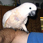 Lily, a Moluccan Cockatoo, is healing after emergency surgery and antibiotics to repair a hole in her crop and chest caused by eating hand-feeding formula that was too hot. (Photo by Elizabeth Svercl)