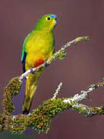 Orange-bellied Parrot