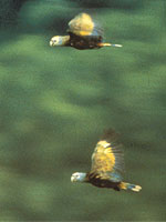 Two St. Vincent Parrots flying over the forest canopy. (Photo by UEA/BirdLife)