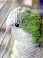 A man is Florida is charged with biting the head off of Izzy, a Quaker Parrot like this one.