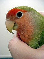 Peach-faced Lovebirds are one of 360 species of parrots, all of which share some similar traits. 