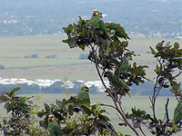 Orange-winged Amazons in a tree at a monastery, overlooking a village in Trinidad. (Photo by Marc Johnson)