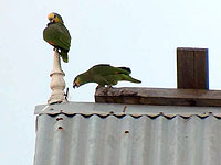 Amazons perch on a rooftop in Georgetown, Guyana. (Photo by Marc Johnson)