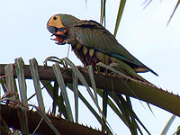 A Red-bellied Macaw feeds on palm nuts near the proposed ecotourism base lodge site in the Kanuku mountains near the village of St. Ignatius, Guyana. (Photo by Marc Johnson)