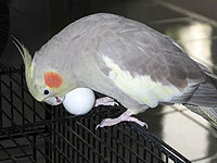 Cockatiel, Karen, investigates a fake egg.