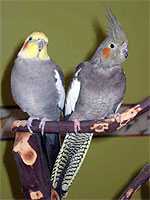 Adopted cockatiels, Kurt and Upside-Down Girl, live happily with MAARS Volunteer, Jenifer Kramer.