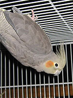 Upside-Down Girl, a cockatiel, caught Jenifer's eye as a possible new partner for Kurt.