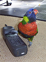 It is important to supervise active, curious lories, like this Rainbow Lorikeet, Rockin' Rodney, to avoid injury when they are playing outside of their cages.