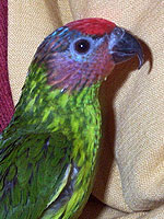 Goldie's Lorikeet, LuLu, chirps, shrieks, whistles, hisses, and performs all sorts of other vocalizations as she plays and socializes.