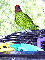 LuLu, a Goldie's Lorikeet, plays on top of her cage.